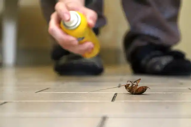 ongediertebestrijding Beerta